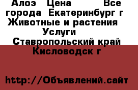 Алоэ › Цена ­ 150 - Все города, Екатеринбург г. Животные и растения » Услуги   . Ставропольский край,Кисловодск г.